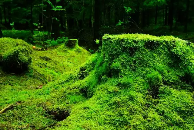 Moss that survives deep freeze and radiation could live on Mars