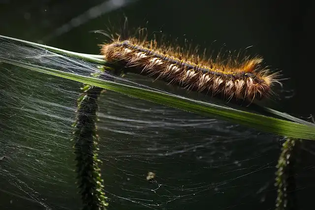 Bone Collector Caterpillar: Camouflage & Carnivorous Diet