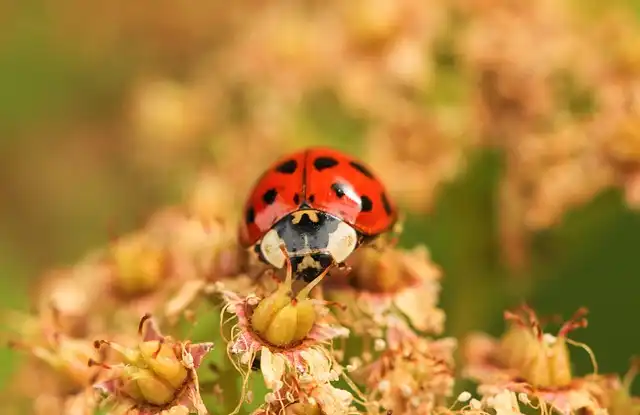 Needle Ants: Invasive Species, Poisonous Stings, and Anaphylaxis Risk