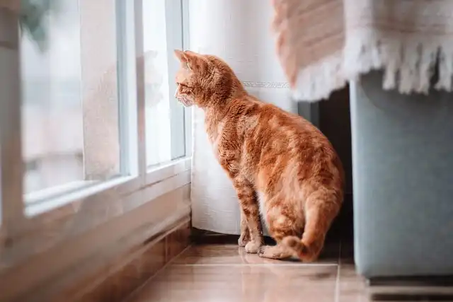 Orange Cat Genetics: Scientists Solve the Mystery!