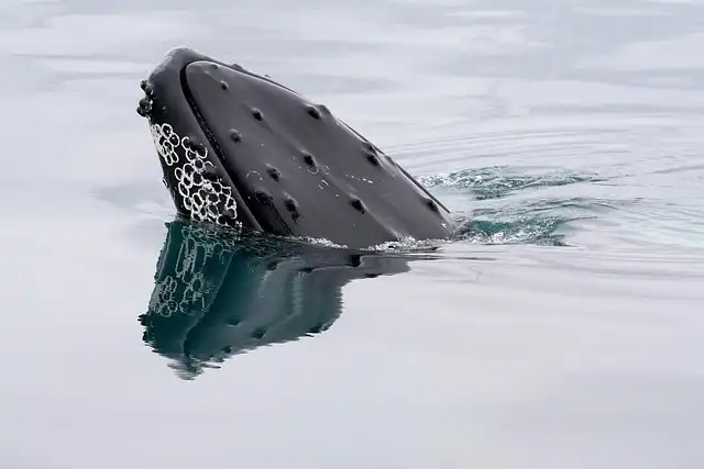 Orcas & Pilot Whales: Unusual Interactions in Iceland
