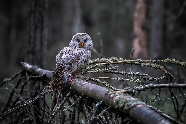 Great Eared Nightjar: The Camouflaged ‘Baby Dragon’ Bird