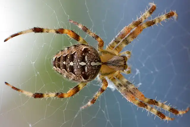 Sea Spiders: Farming Microbes at Methane Seeps