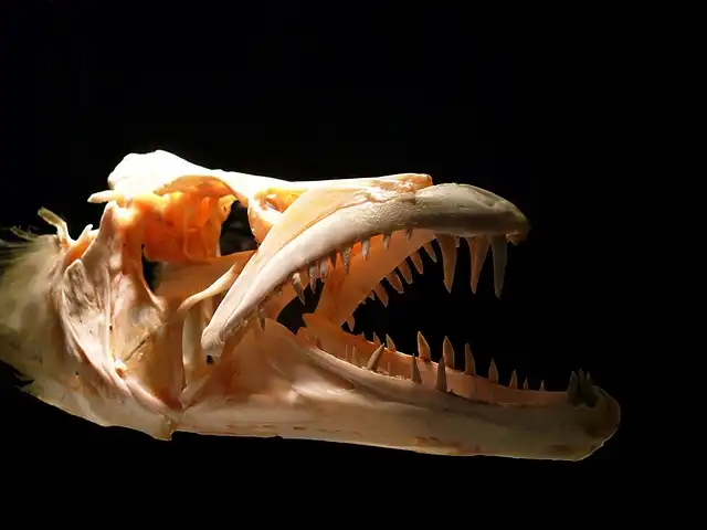 Ancient Proteins: Elephant & Rhino Ancestors Found in Kenya