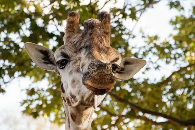 Giraffe Spots: Camouflage, Thermoregulation & Social Bonds