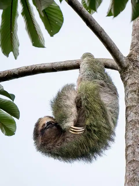 Sloth Gas: Scientists Discover Sloths Do Fart!