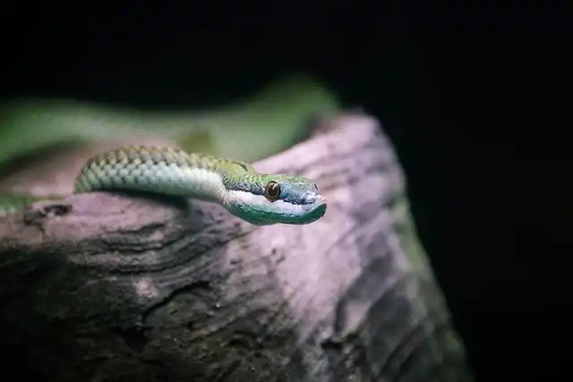 Snake Venom Antivenom: Antibodies and Immunity Breakthrough