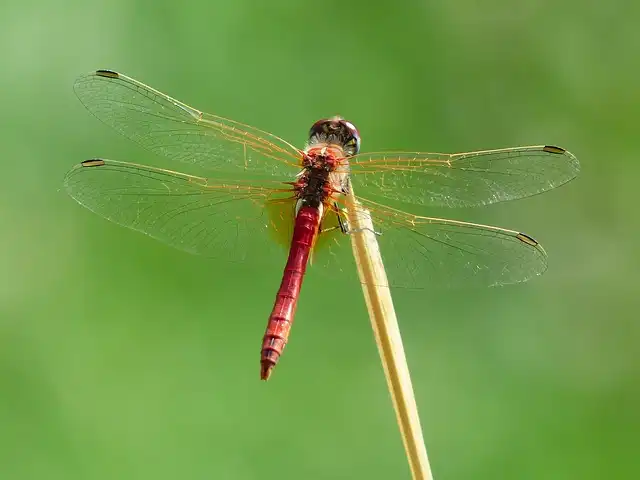 Macro Photography: Techniques, Tips & Essentials