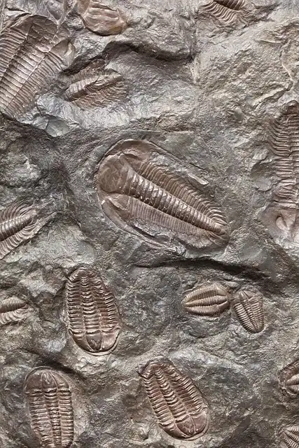 Precambrian Fossil: Lydonia jiggamintia, a Punk Rocker Ancestor?