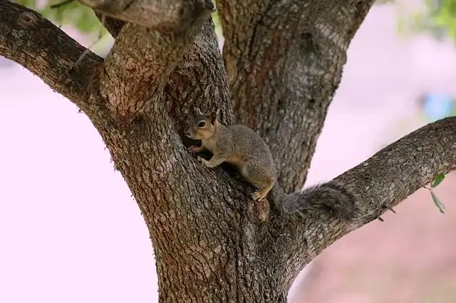Rodents: Thumbnails & Evolutionary Success