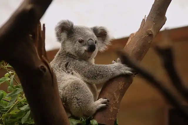 Saving Australia’s Angle-Stemmed Myrtle from Extinction