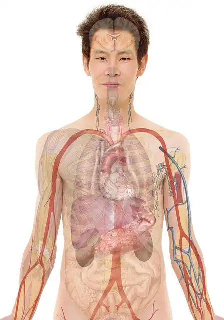 ECO Procedure: Converting Kidneys for Easier Transplants