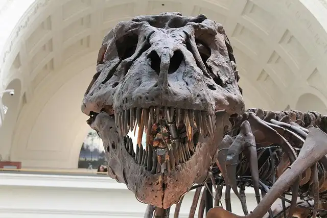 Nanotyrannus: New Species or Young T. rex? Fossil Debate Resolved