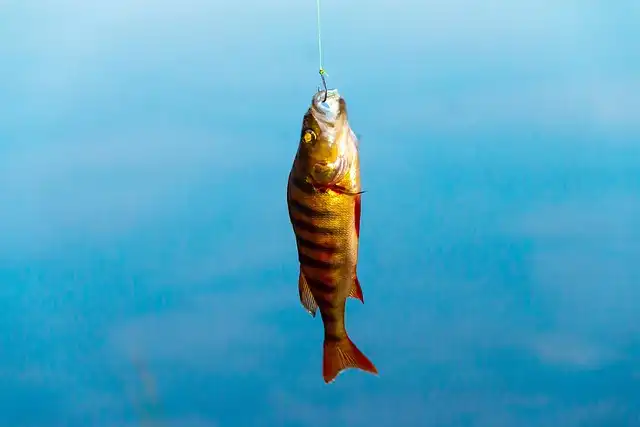 Clever Wolf: Using Tools to Steal Crab Bait!