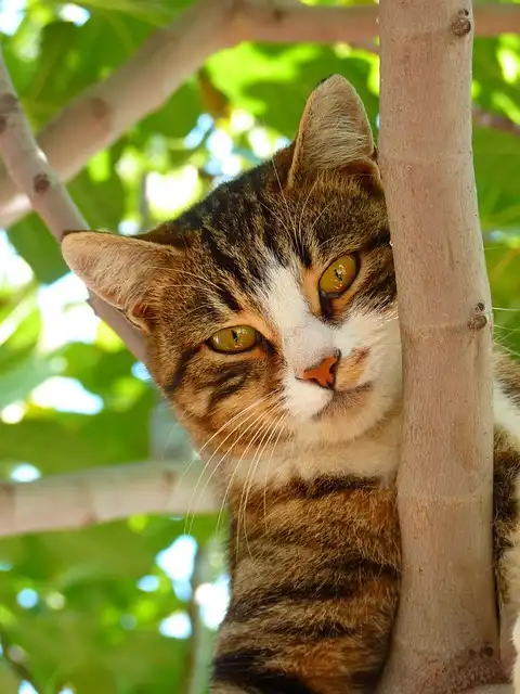 Fascinating Felines: Eyes, Senses, and Cuteness