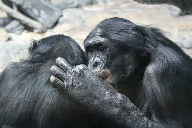 Bonobo Aggression: New Study Challenges ‘Hippie’ Myth